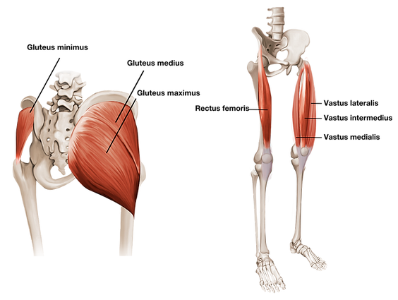 Anatomy visuals showing the muscles worked by an exercise